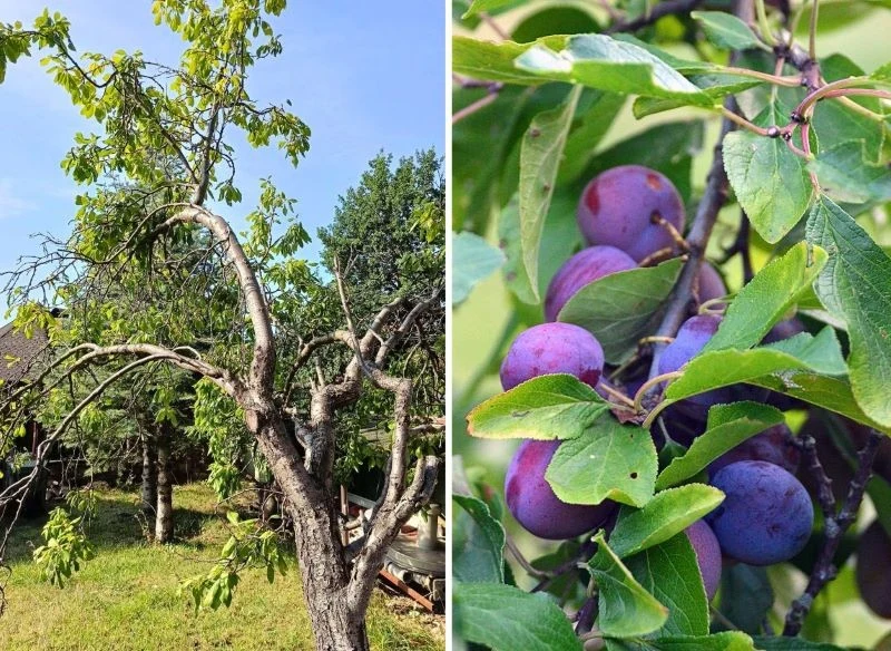 Po trudnym sezonie drzewo zaczęło się regenerować, wiosną i latem wspierałam je tylko jedną odżywką, która wystarczyła, by śliwka odżyła