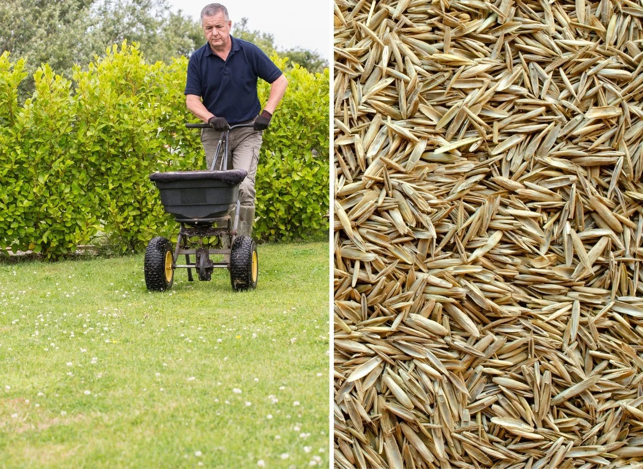 Jesienny wysiew trawy wymaga przygotowania podłoża i dobrania odpowiednich nasion
