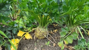 Wyjaśniamy, jak pielęgnować seler pod koniec lata.