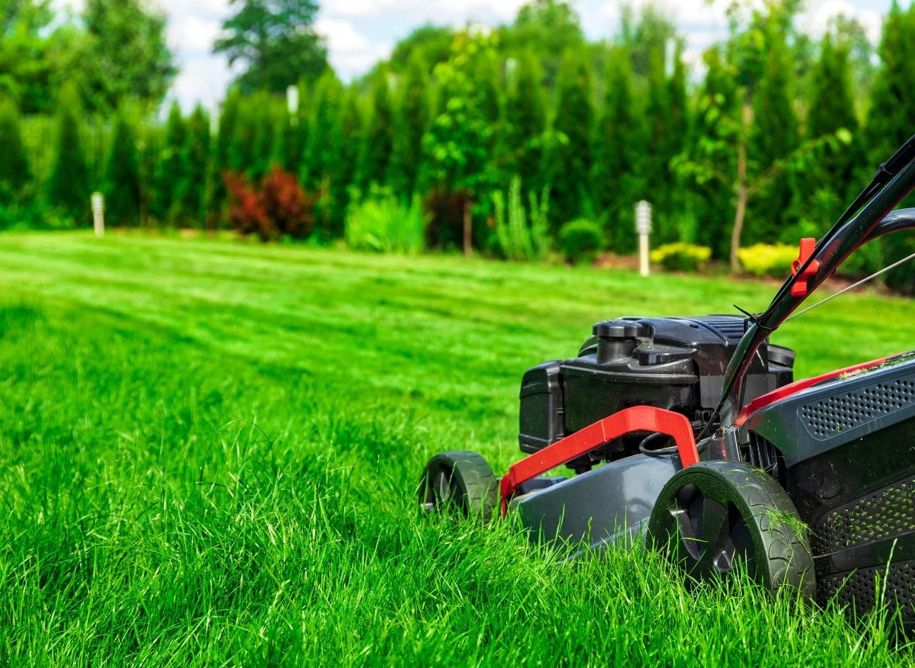 Dobrze posiany trawnik jesienią, stworzy gęsty, zielony dywan już na wiosnę