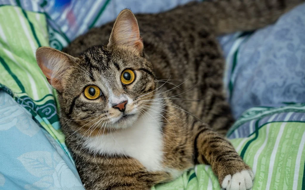 Szary pręgowany kot z białą plamą na piersi leży na kolorowej pościeli, patrząc szeroko otwartymi, żółtymi oczami w stronę aparatu.