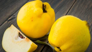 "Złote jabłka" vel "polskie cytryny". O pigwie (i recepturze z nią w roli głównej)