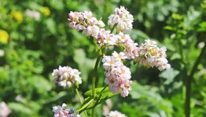 Czas na wysiew gryki na poplon. To najlepsza roślina zadarniająca, odkażająca i poprawiająca strukturę gleby