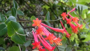 Wiciokrzew Browna, wielozadaniowe pnącze kwitnie przez 5 miesięcy w roku, jego kwiaty przyciągają motyle i delikatnie pachną.