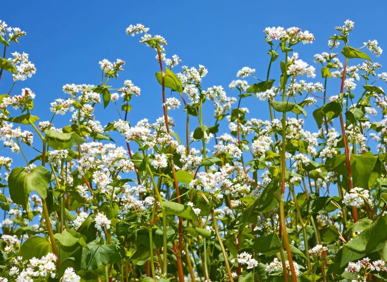 Koniec sierpnia do najlepszy czas na wysiew gryki na poplon