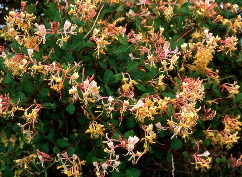 Wiciokrzew kwitnie od czerwca do jesieni, gdy kwiaty przekwitają, nadal mieni się kolorami, bo w ich miejscu pojawiają się czerwone owoce