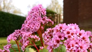 Bergenia sercowata jest piękna i prosta w uprawie.