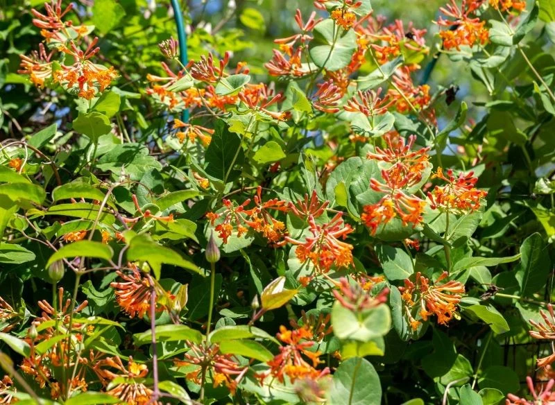 Pomarańczowe, rurkowate kwiaty to raj dla motyli