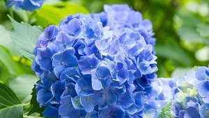 Zastanawiasz się, jak dbać o hortensje jesienią? Pracy nie jest za wiele, a efekt - widowiskowy.