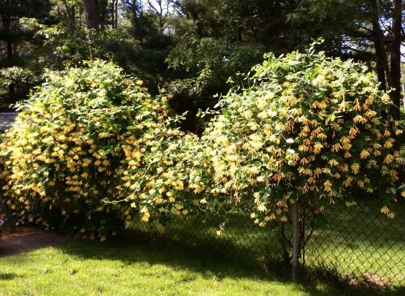 Poprowadzony na podporach wiciokrzew może tworzyć żywopłot lub formę drzewiastą