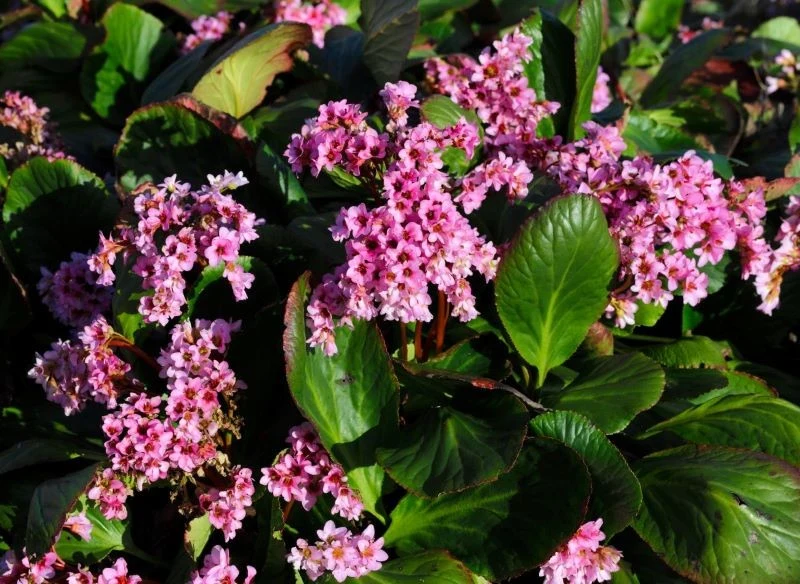Wiosną bergenia sercolistna rozkwita
