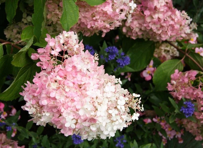 Jesienna zmiana koloru hortensji sprawia, że zupełnie inaczej wyglądają ogrodowe rabaty