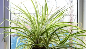 Dlaczego liście zielistki usychają i mają brązowe końcówki?