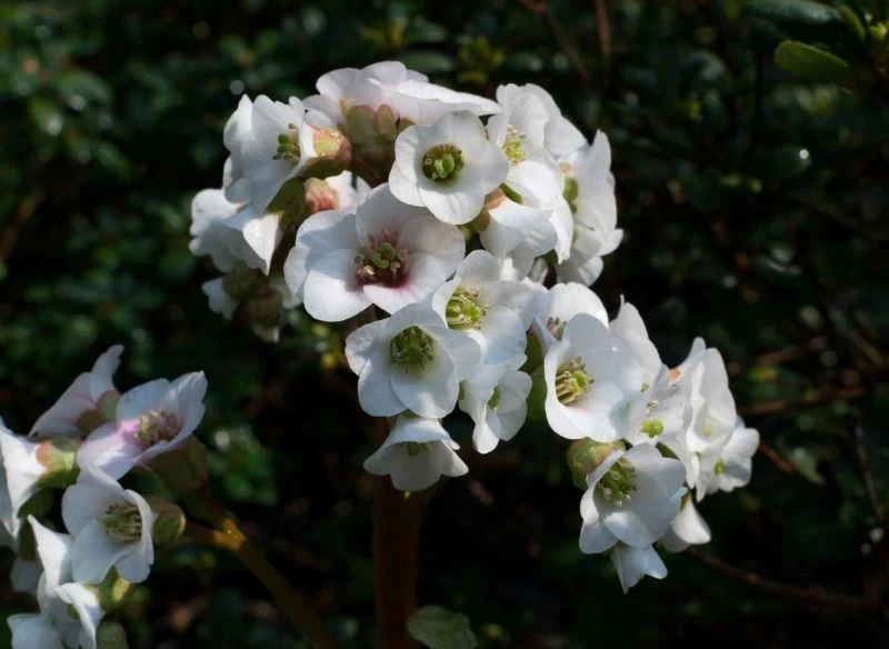 Niektóre odmiany bergenii sercolistnej mają białe lub jasnoróżowe kwiaty