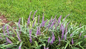 Liriope szafirkowata kwitnie aż do późnej jesieni, a jej kwiaty przypominają szafirki.