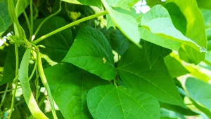 Poznaj stare odmiany fasoli tycznej. Są bardzo plenne i smaczne.