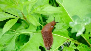 Ślimaki pomrowy to zmora każdego ogrodnika. Żywią  nie tylko roślinami.
