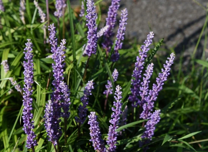 Liriope szafirkowata najlepiej rozwija się w miejscach półcienistych i zacisznych