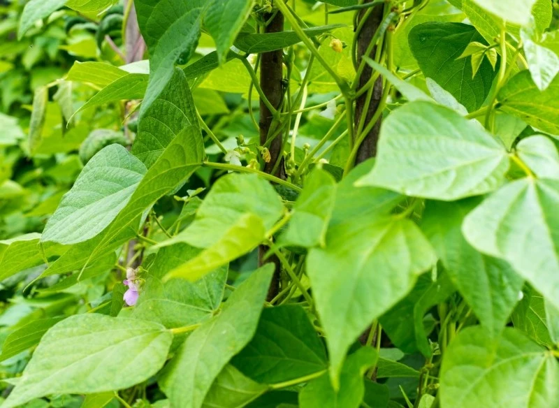 Fasola tyczna wymaga słonecznego stanowiska oraz żyzną, dobrze przepuszczalną glebę