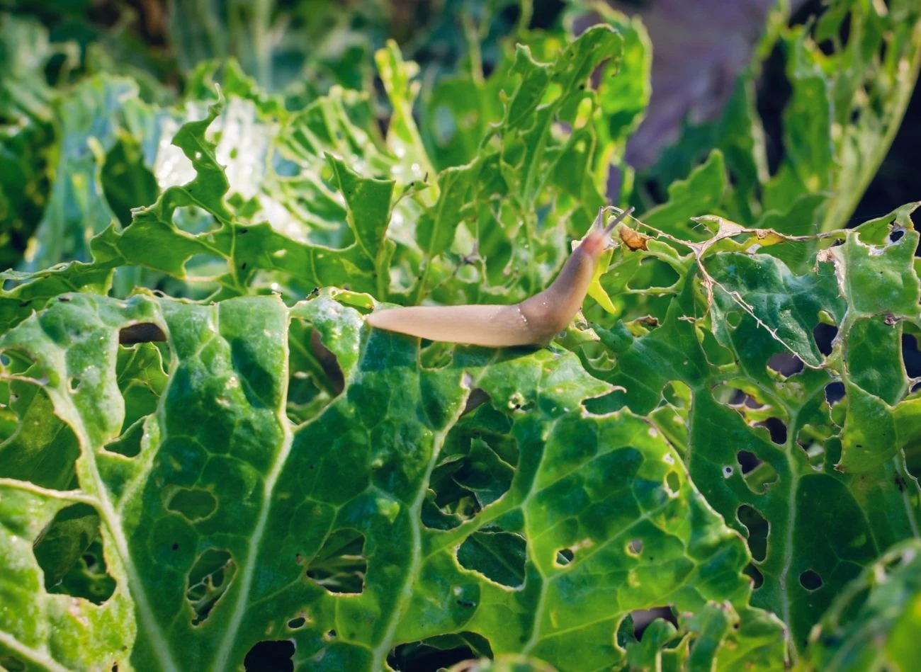 Jedynym sposobem na pozbycie się ślimaków z ogrodu jest stosowanie naturalnych barier