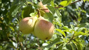 Grusza Bera Hardy, słodka i winna odmiana tradycyjna, pochodzi z Francji, ale w Polsce sadownicy ją uwielbiają. Najlepiej rośnie na pigwie, owoców są dziesiątki.