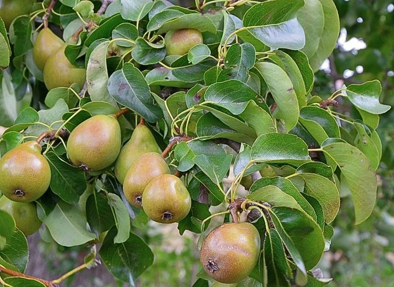 Owocowanie gruszy 'Bera Hardego' zależy zarówno od odpowiedniego stanowiska, dobrej podkładki, jak i umiejętnej pielęgnacji, Kluczowe są zabiegi wy...