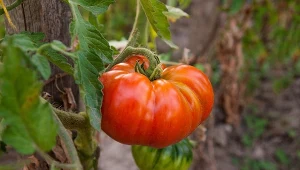 Wyjaśniamy, jak pielęgnować pomidory pod koniec lata.