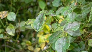 Twoje róże zaatakowała czarna plamistość? Sprawdź, jak zwalczyć chorobę i przywrócić krzewy do zdrowia.