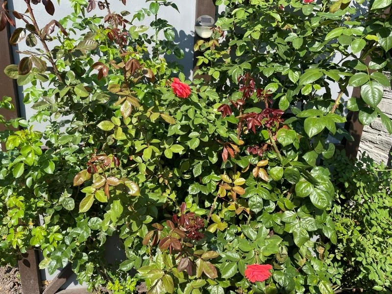 Czarna plamistość liści objawia się głównie plamami na liściach