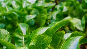 Koniecznie wysiej te warzywa na przełomie sierpnia i września. Ten termin jest bardzo ważny