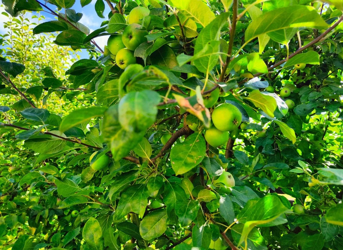 Dla jabłoni, gruszy czy wiśni kwas bursztynowy jest szczególnie pomocny w okresie największego wzmożonego wzrostu