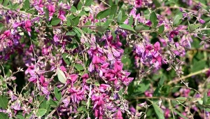 Lespedeza Thunberga, pachnący krzew o intensywnie wybarwionych kwiatach przyciąga pszczoły i motyle. Kwitnie długo, dzięki niemu ogród w mig ożyje.