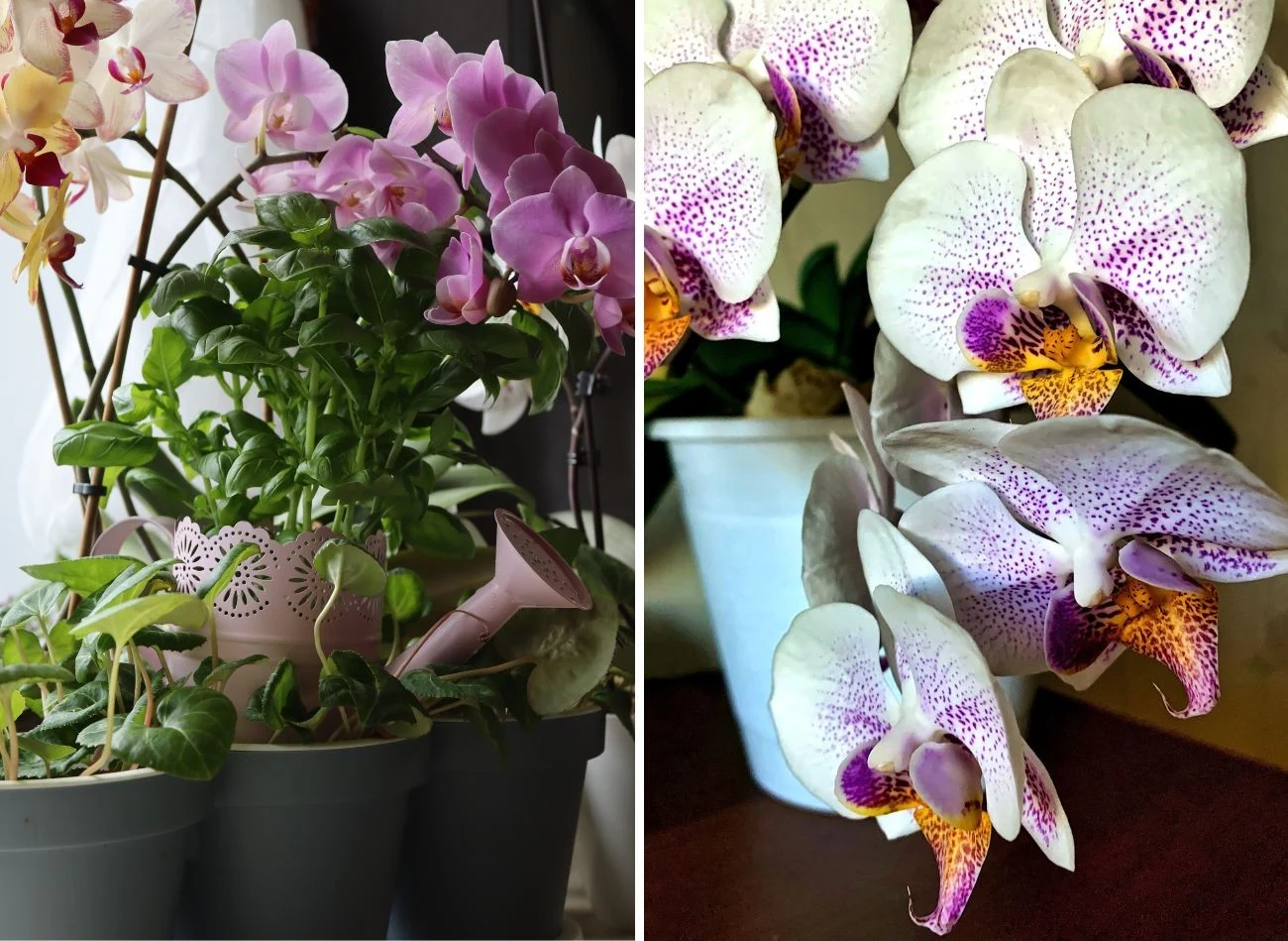 Storczyki bardzo lubią kwas bursztynowy