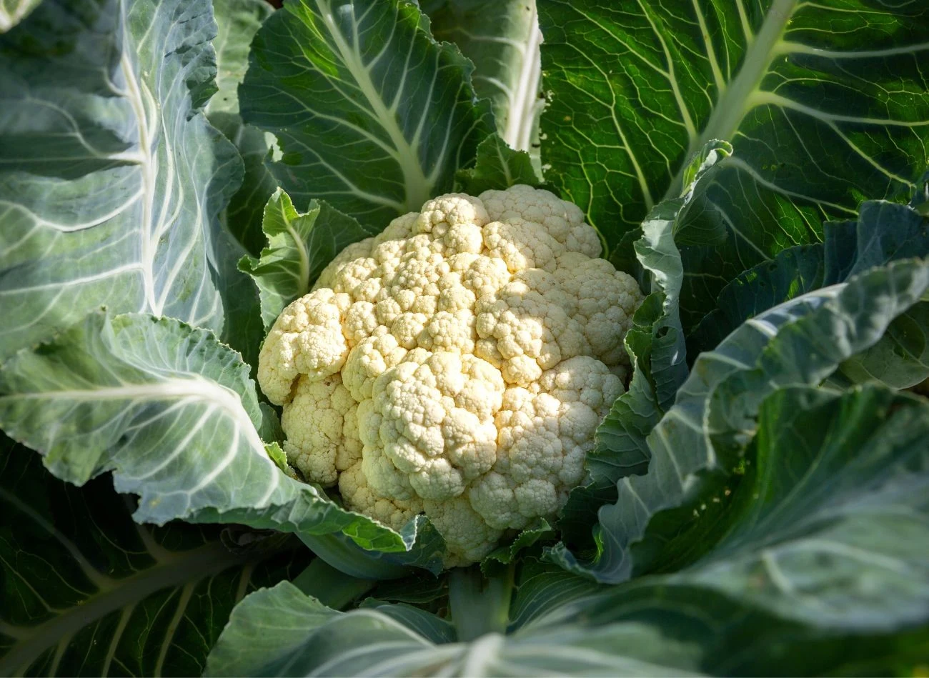 Posadzony na początku września szybko urośnie