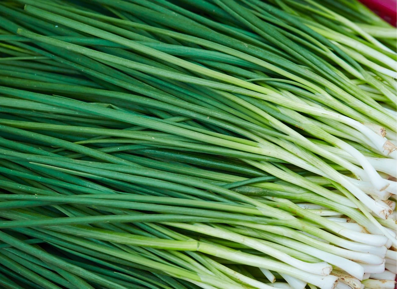 Warto posadzić również szczypiorek