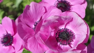 Wiosną zawilec wieńcowy (Anemone coronaria) zachwyca kwiatami w intensywnych kolorach.