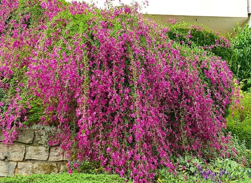 Lespedeza Thunberga posadzona w słońcu w miejscu, gdzie nie ma wiatru, będzie rosła okazale i kwitła nawet do listopada