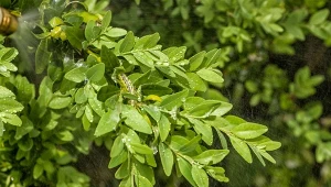 Zbliża się okres rozwoju szkodników trzeciego pokolenia, poznaj domowe sposoby na ćmę bukszpanową, które pomogą ci walczyć z inwazją.