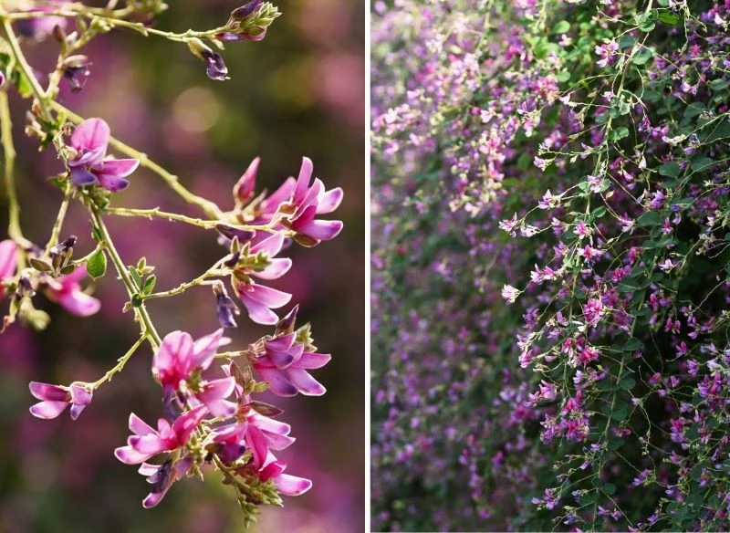 Kwiatów w wiechowatym gronie jest od 7 do 13