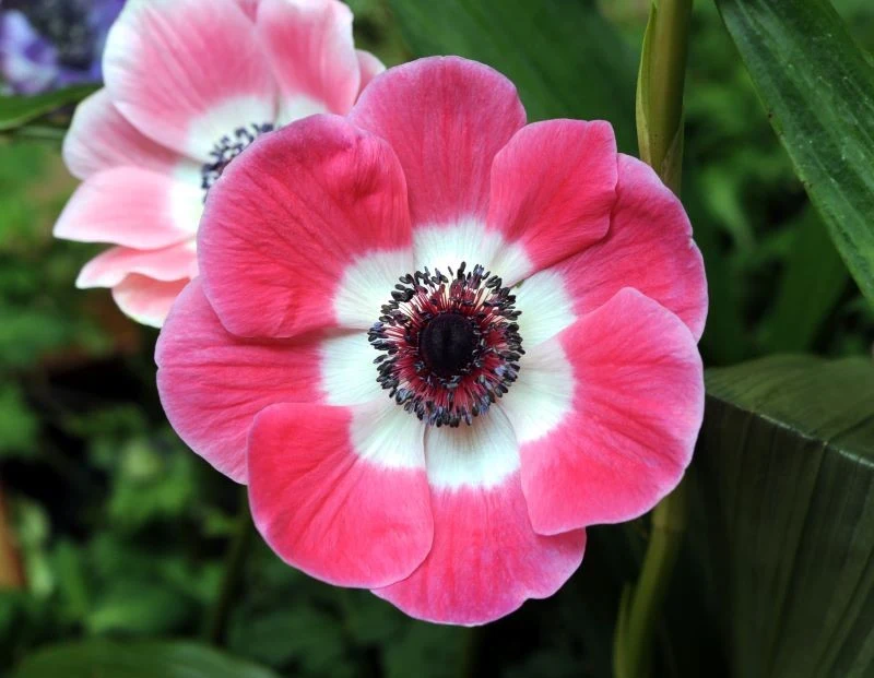 Wśród wielu odmian zawilca wieńcowego możemy znaleźć takie, które mają dwubarwne kwiaty