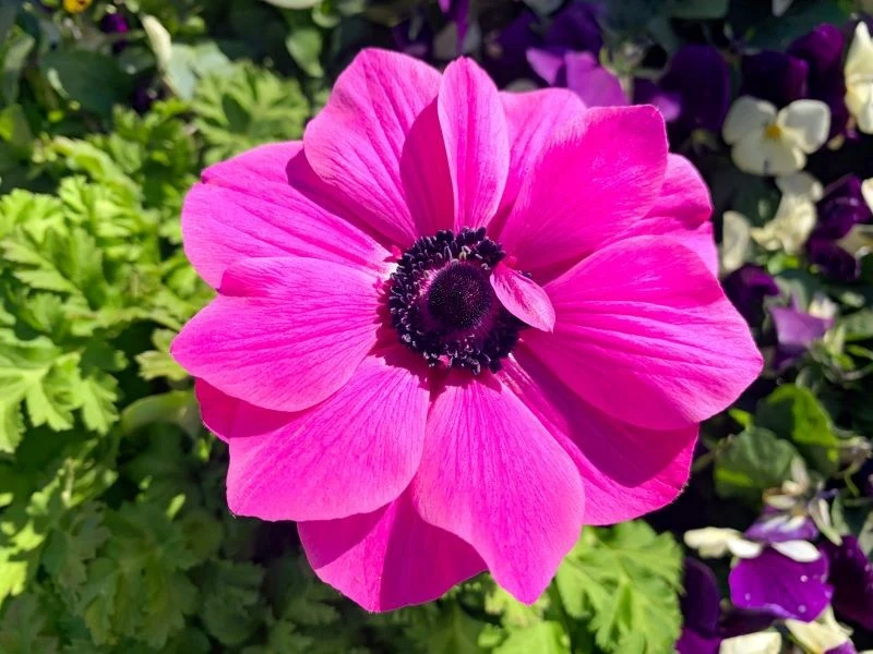 Zawilce wieńcowe najlepiej kwitną w słońcu