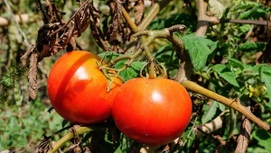 Ziemię po zarazie ziemniaczanej trzeba odkazić.