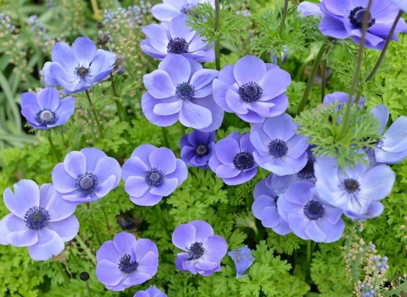 Gdzie sadzić zawilce wieńcowe