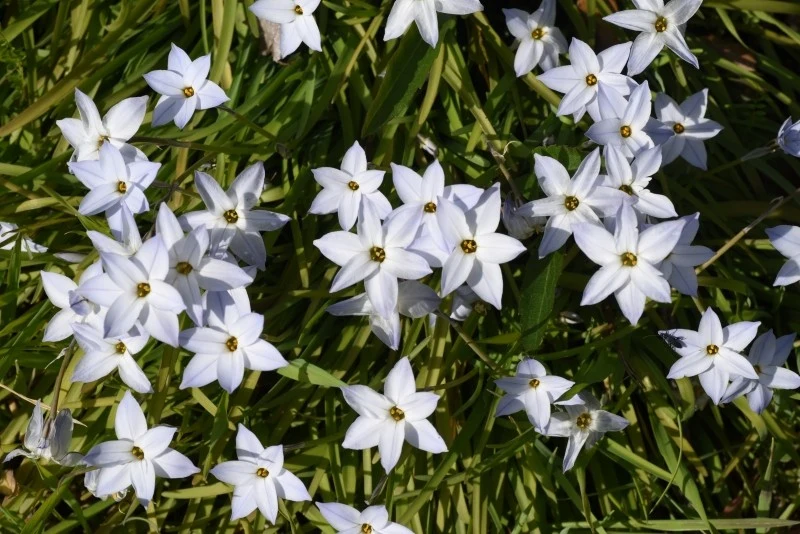 Kwiaty ifejonów mają delikatny, słodki zapach