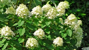 Dlaczego kwiaty hortensji zielenieją? Sprawdź, jak można temu zaradzić.