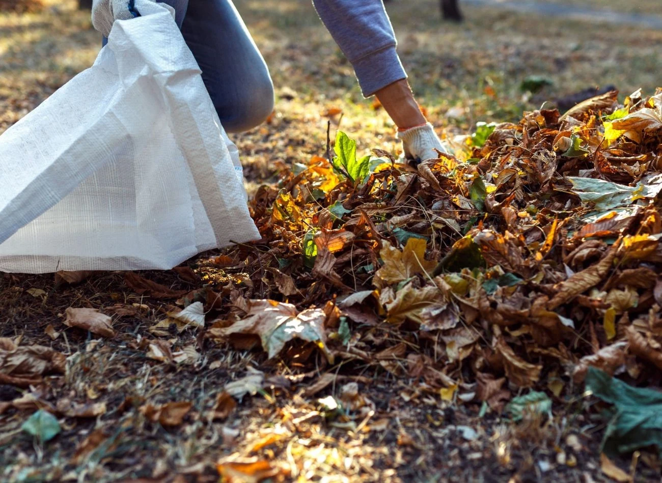 Ziemię liściową można robić w kompostowniku lub workach