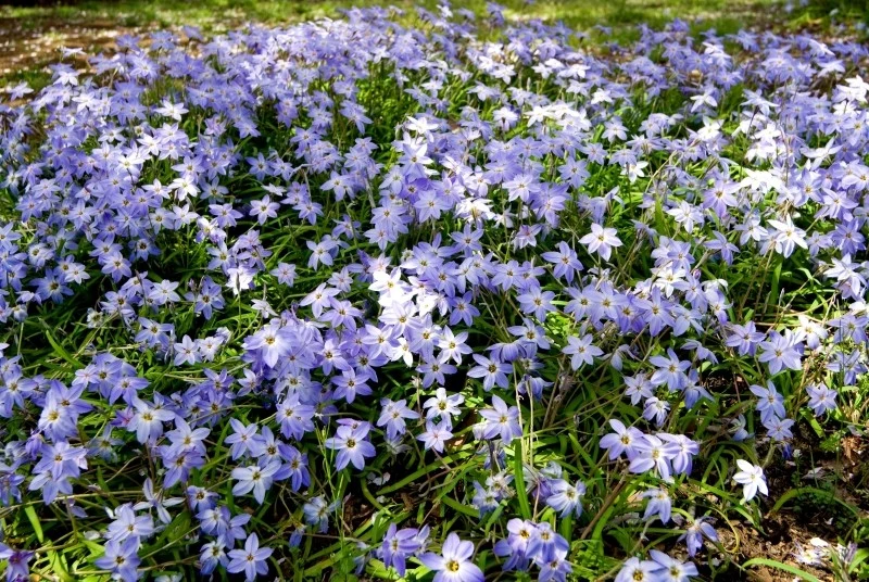 Ifejony najlepiej czują się na stanowiskach słonecznych lub półcienistych
