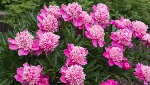 Jak zadbać o piwonie późnym latem, by obficie zakwitły w następnym sezonie?