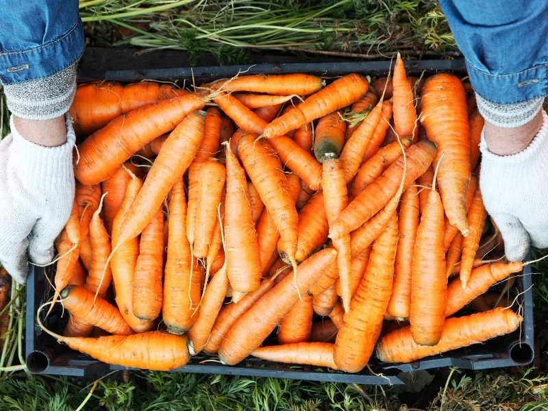 Zbiór marchwi należy przeprowadzić, zanim nadejdą pierwsze przymrozki
