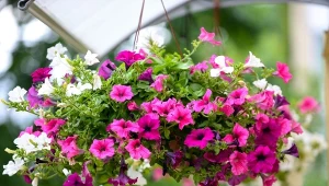 Żeby surfinie długo kwitły potrzebne jest m.in. regularne usuwanie przekwitłych i uschnietych kwiatów.